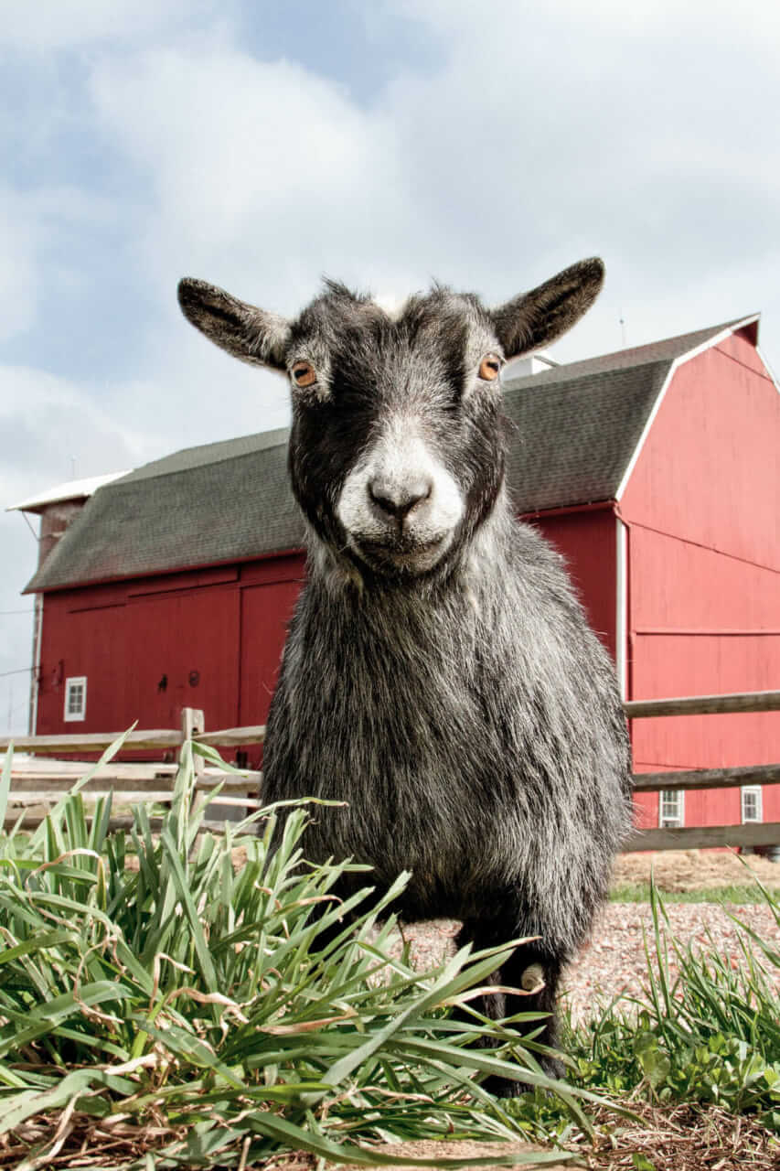 Mimi in front of the 1910 barn.