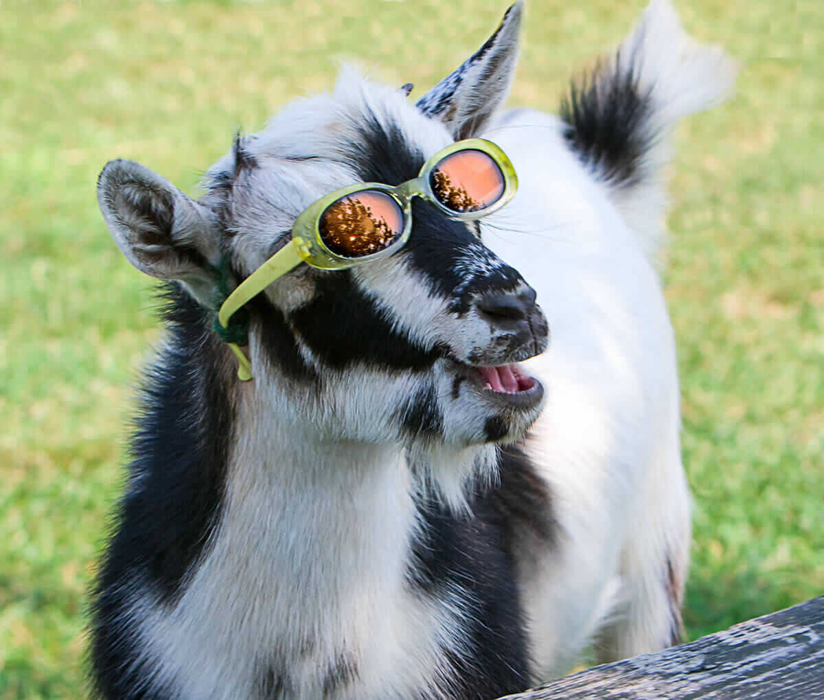 Casper with sunglasses. One cool kid.