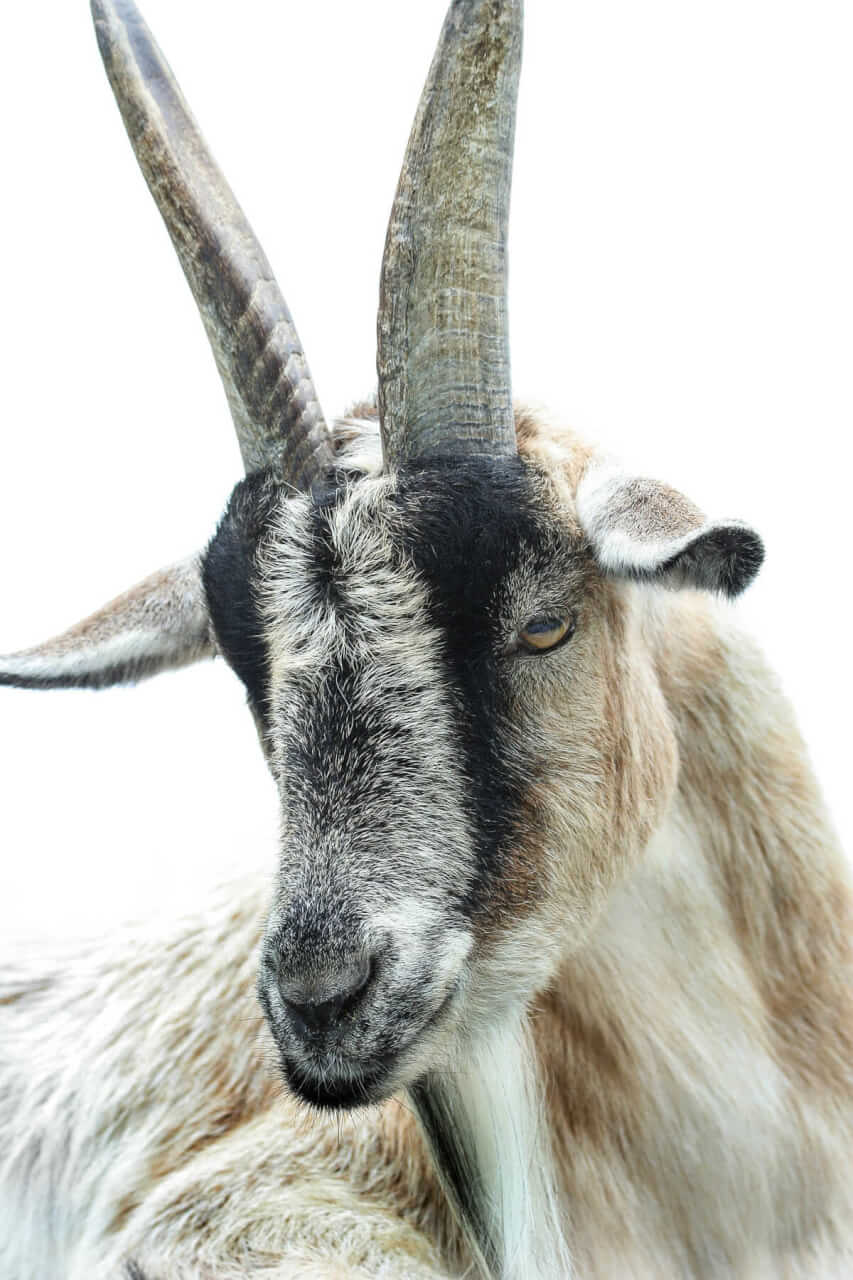 Bill was the original Maplecrest goat, handsome and rugged.