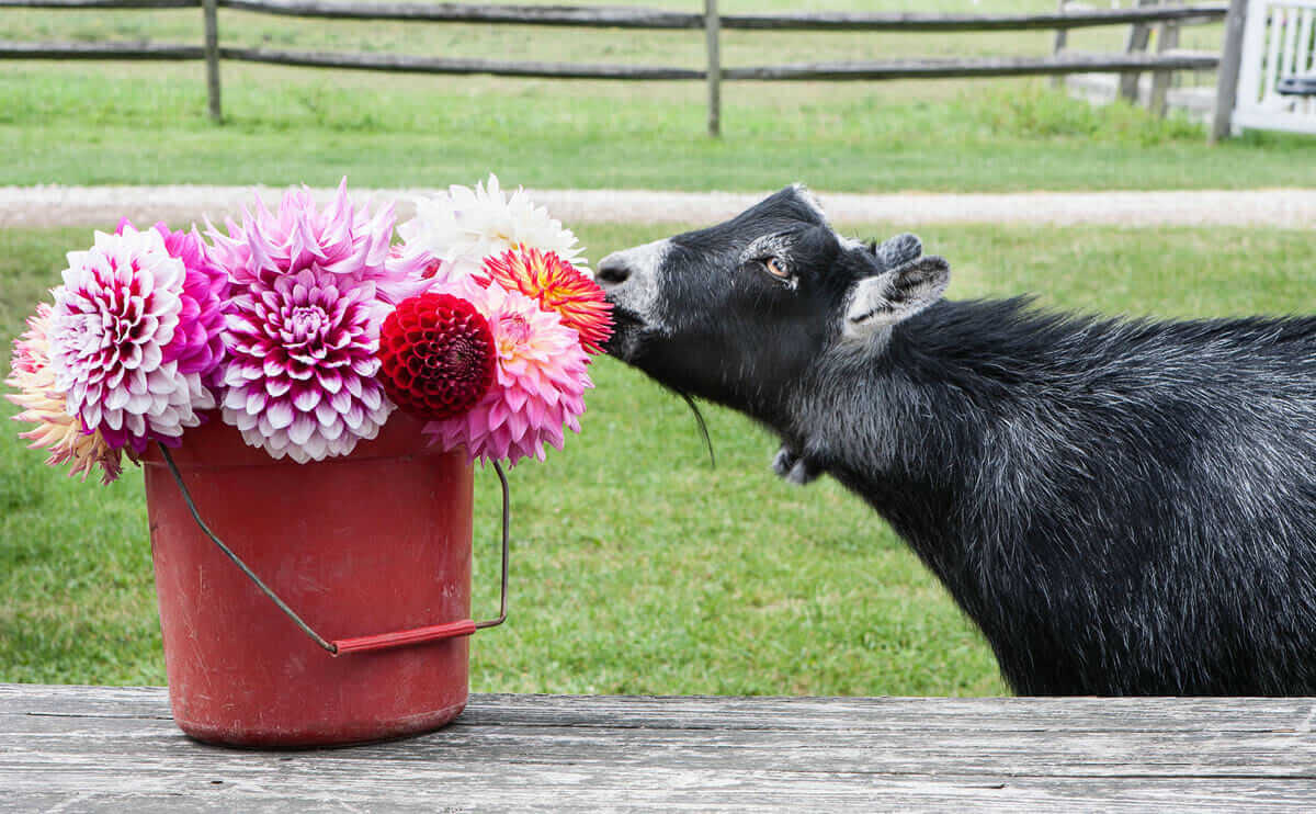 Jumper the pygmy goat enjoys the dahlias grown on the farm's many gardens.