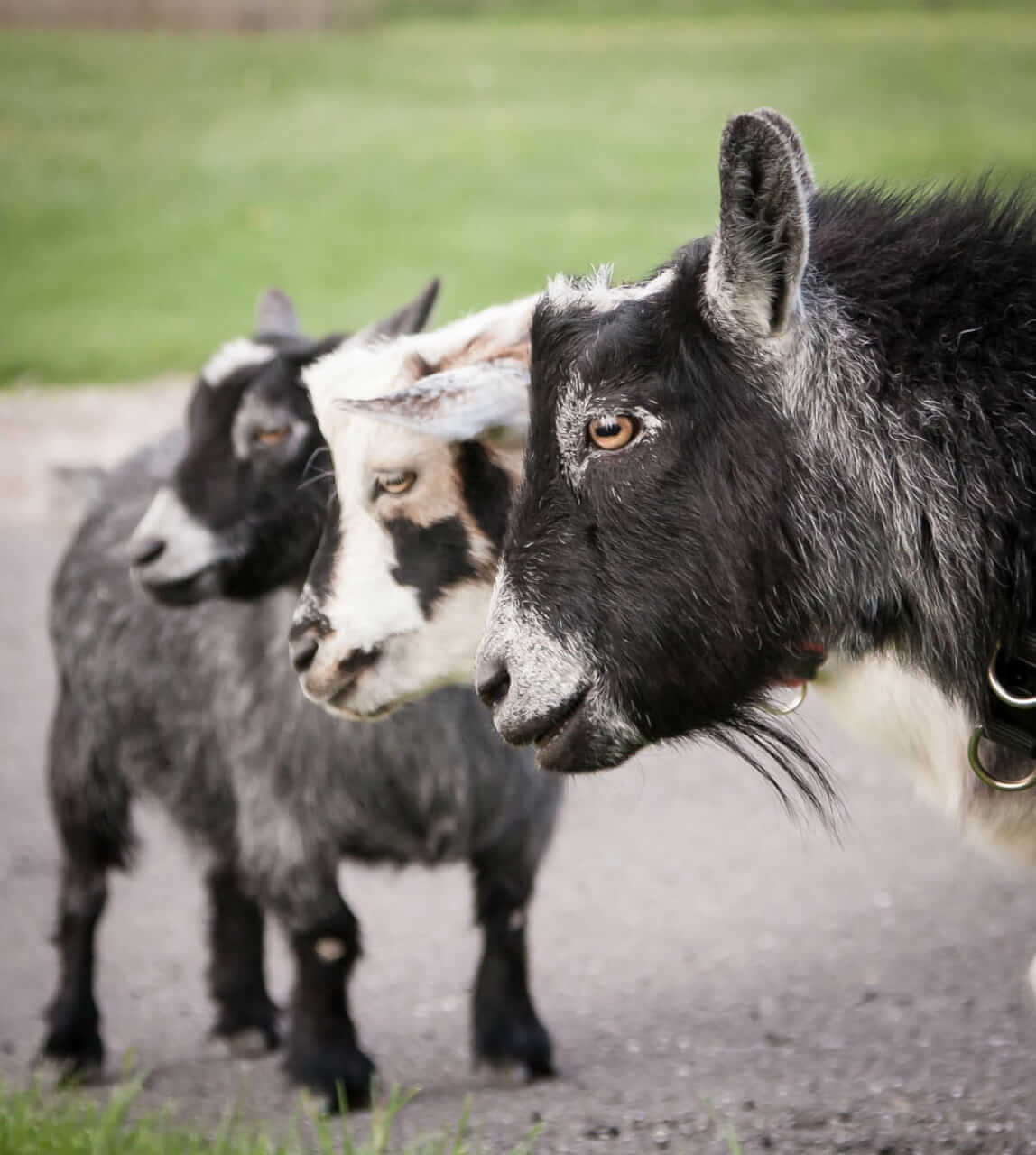 The trio of goats. Jumper, Casper (the friendly goat) and Mimi.