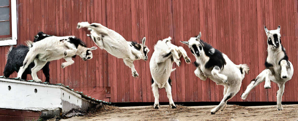  The goats love to jump off the milkhouse roof and catch some air. This series captures one of Casper's acrobatic stunts - a full rotation!