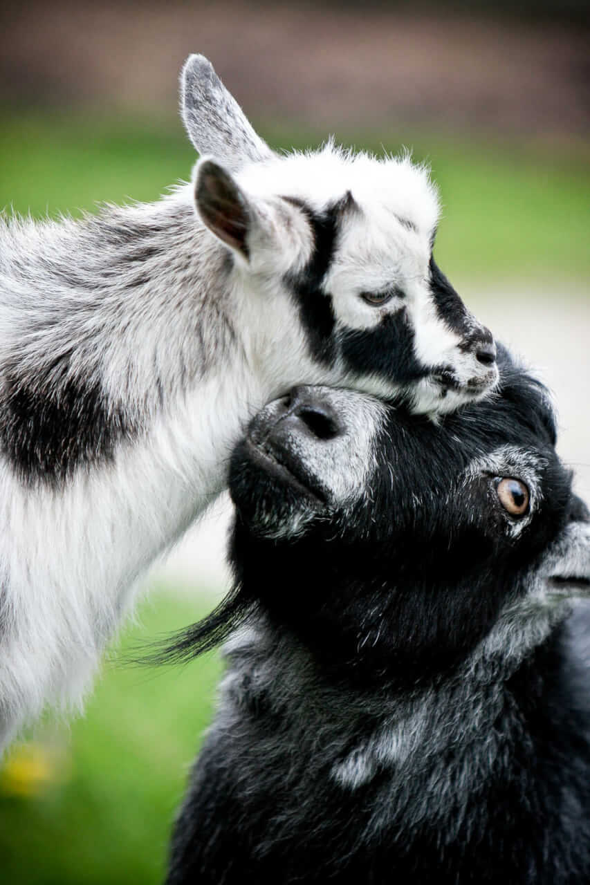 Jumper welcomes little Casper to the family. His gentle acceptance of the newcomer was touching.