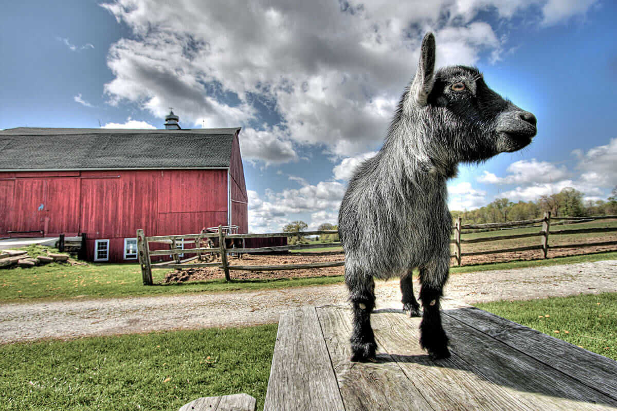 Little Mimi stands guard over her territory.