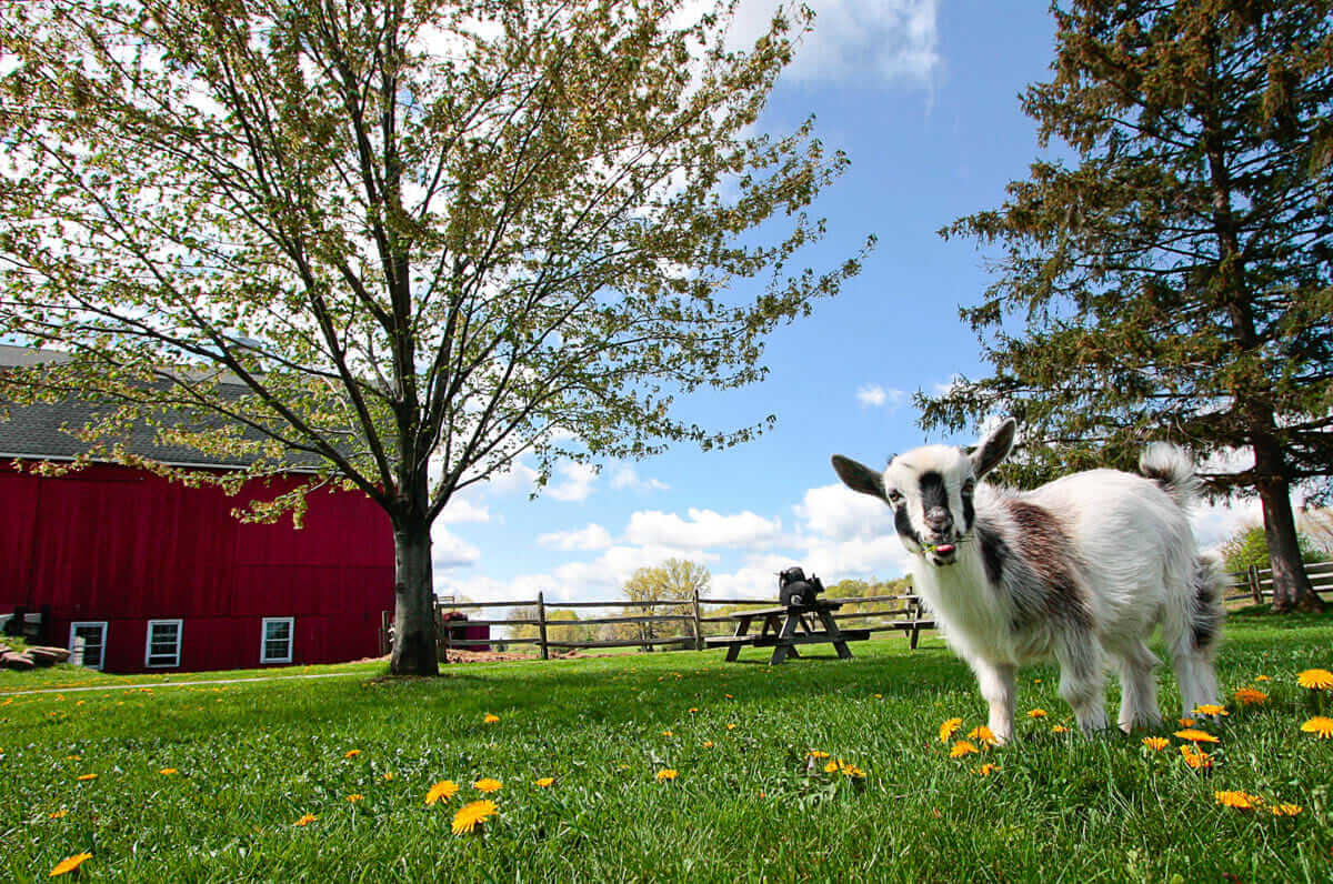 Casper romps in his yard. He is a registered Nigerian Dwarf, a lovely miniature dairy breed. 