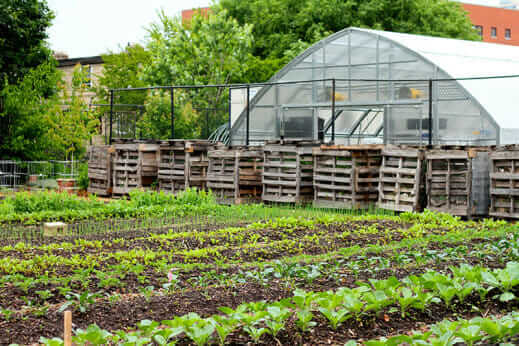 A Garden Grows in Cabrini-Green - Modern Farmer