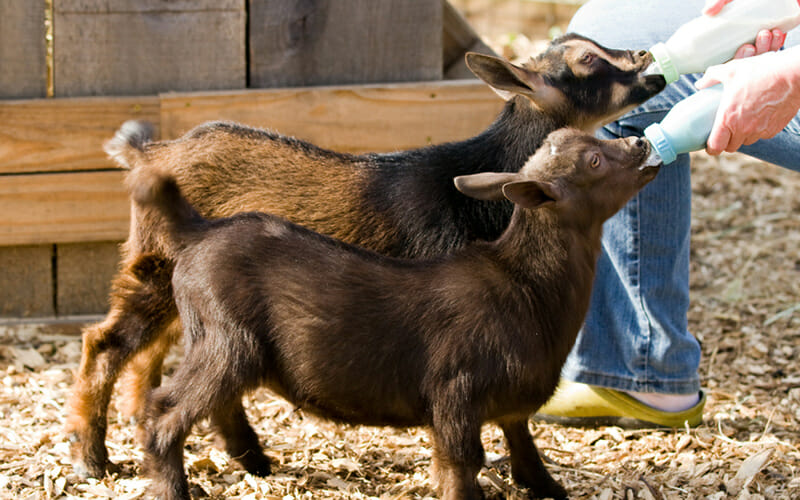 dwarf-goats