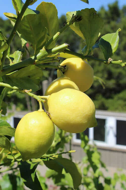 Genoa lemons growing at Abounding Harvest Mountain Farm in Los Gatos, CA.