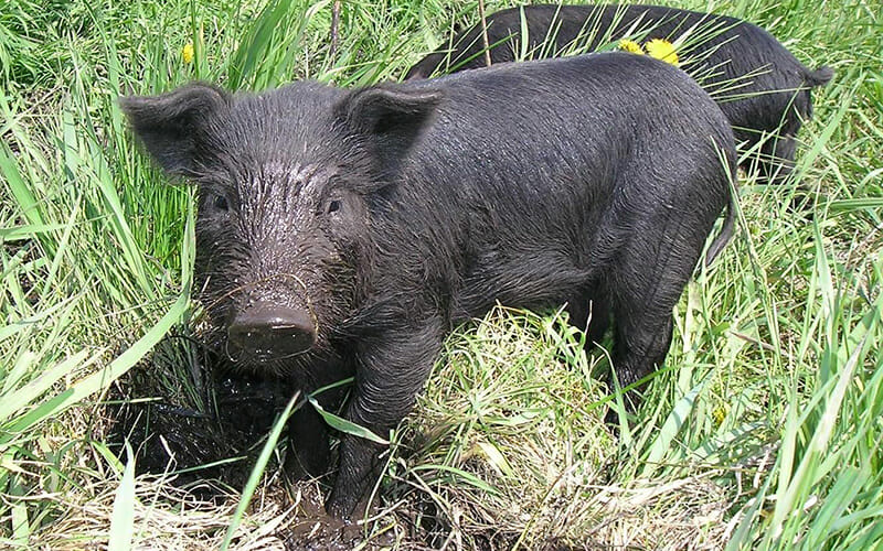 mulefoot-pig