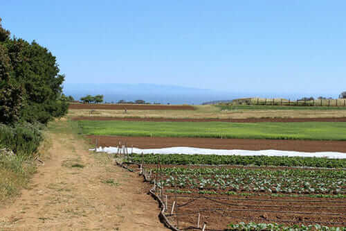 Fields overlooking the ocean at the Center for Agroecology and Sustainable Food Systems at the University of California, Santa Cruz.