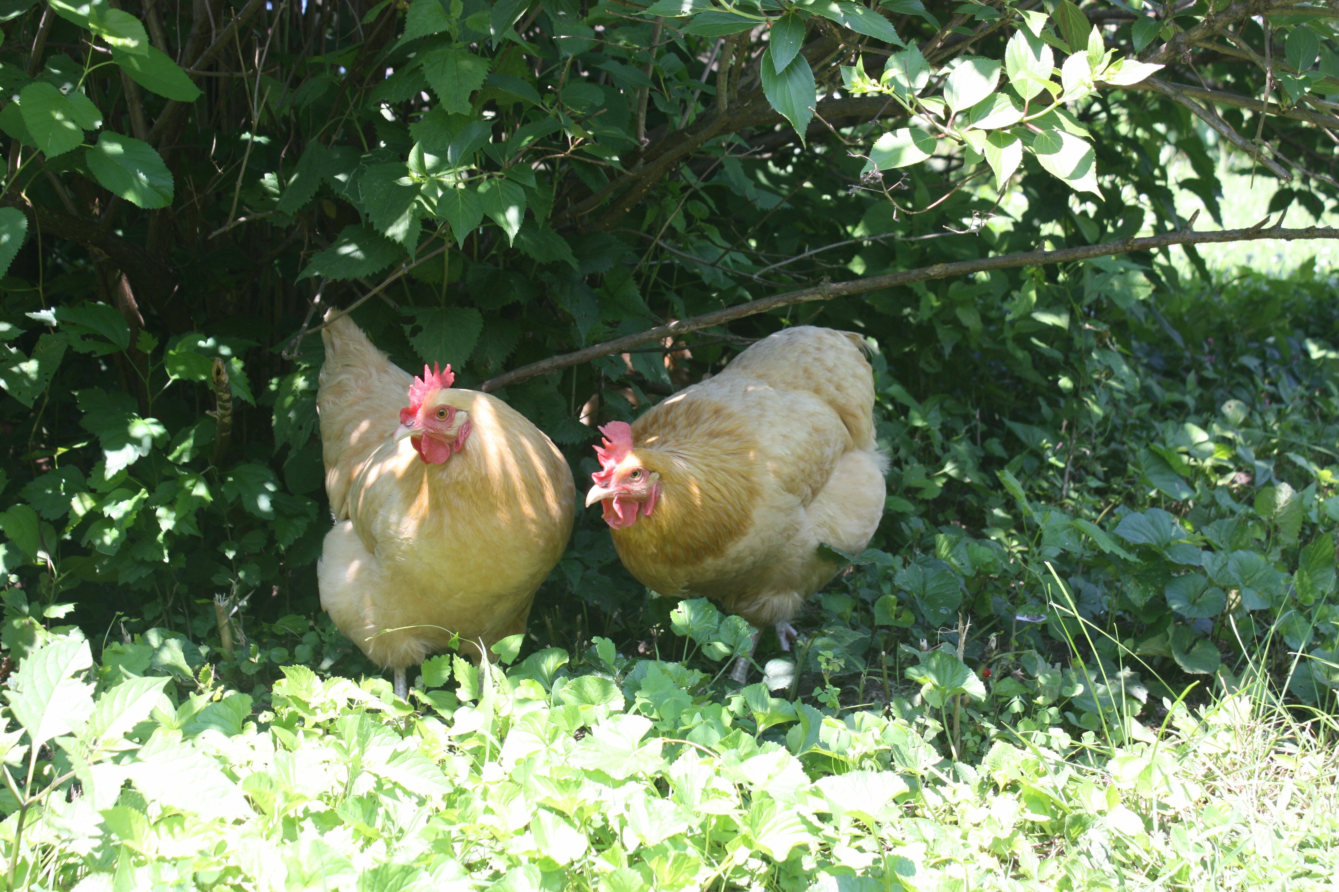 How To Chicken Proof Your Garden Modern Farmer