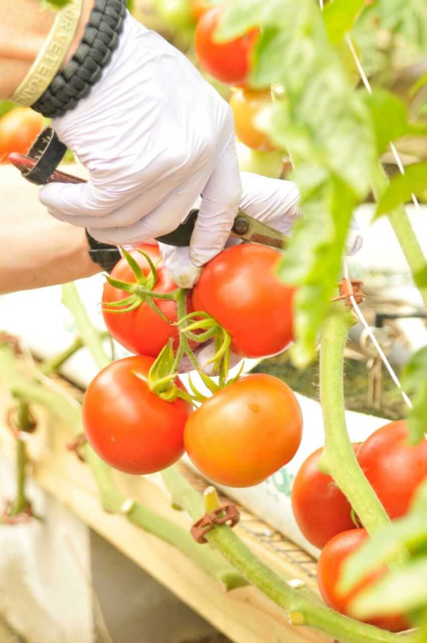 Harvesting delicious tomatoes