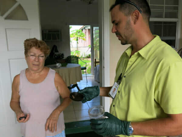 Garcia inspects a misidentified African Land Snail with the woman who found it.