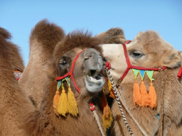 Badamsuren's kamelen vertellen geheimen.