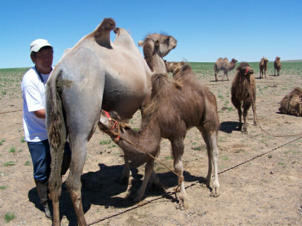 La traite du chameau.