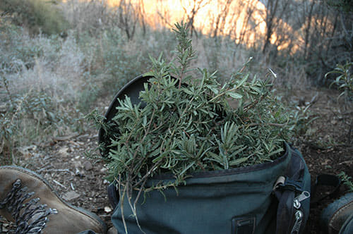 A backpack full of forage.