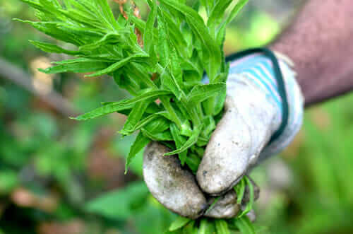 A handful of future fragrance.