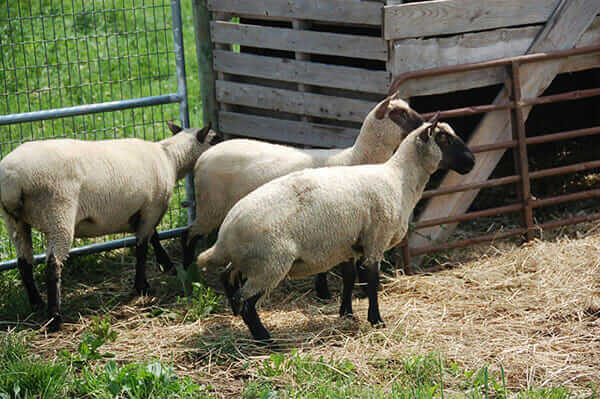 Apprehensive sheep at a herding demonstration at Two Coves Farm 