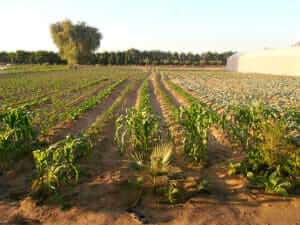 Organic farm in Abu Dhabi.