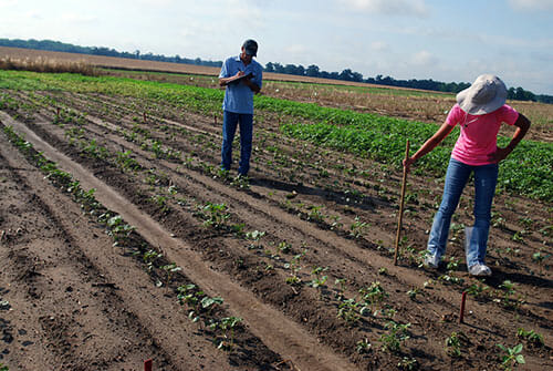  Stanley Culpepper and a research assistant measure cotton plant growing as part of an experiment.