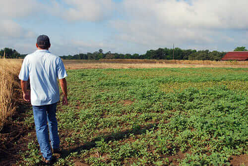 Stanley Culpepper walks through an experimental field of cotton overrun with pigweed.