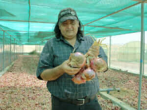 Abu Dhabi onion farmer.