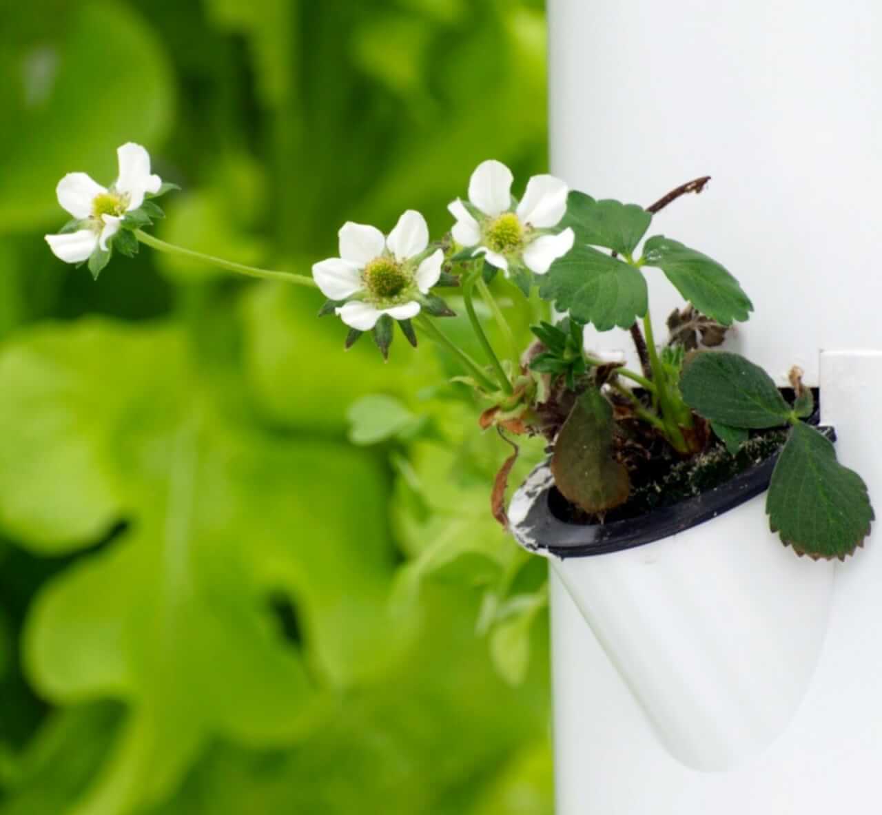 Strawberries start to flower