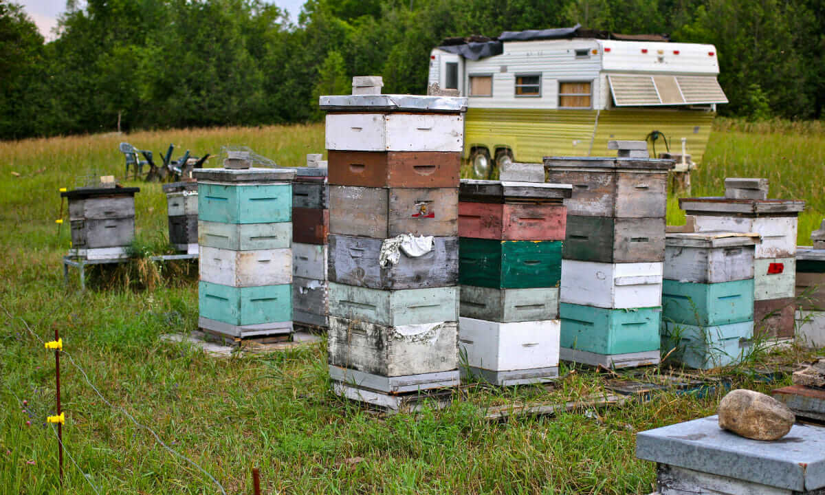 One of three hive clusters on Ian Critchell's farm, beyond that is the trailer where he breeds and hatches his queens, and also where two were stolen.