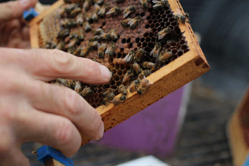 Critchell's honeybees are his livelihood. He has been raising bees organically for over 30 years. 