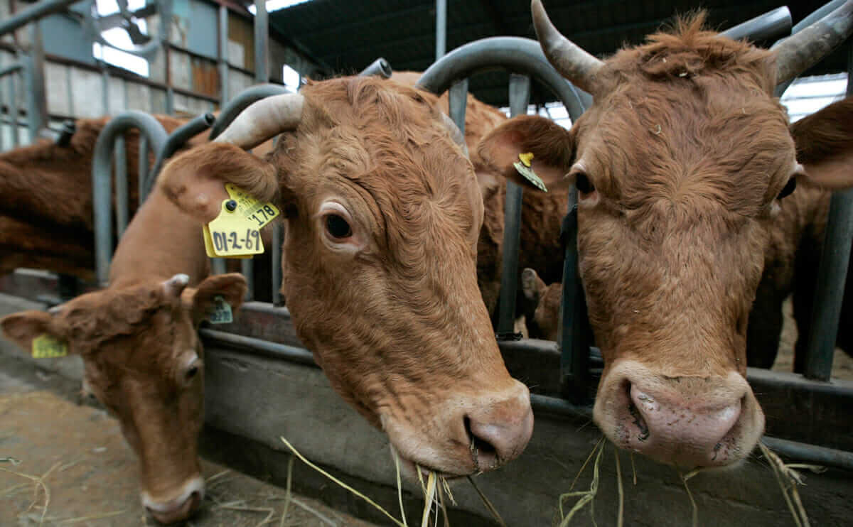 Weight Gain Drugs May Be Making Cattle Sick Modern Farmer