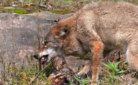 coyotes coyote killer flocks concerning attacking urbanized perhaps shepherds farmer patch modernfarmer