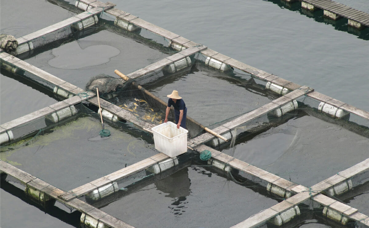 Fish Farms Contribute to Rising Sea Levels - Modern Farmer
