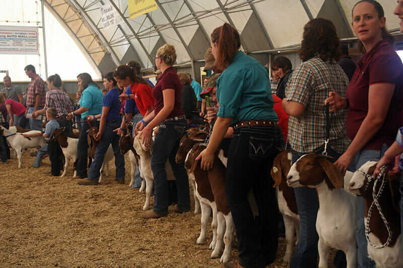 They've got their goats in a row at Rockingham County Fair's open goat show.