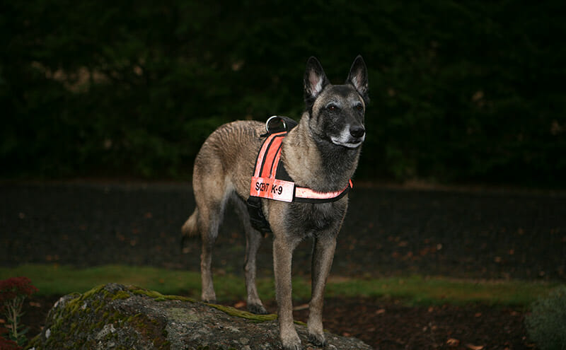 Kris Jacobson's Belgian Malinois Ilsa, one of the best in the business. Photo Credit: Kris Jacobson