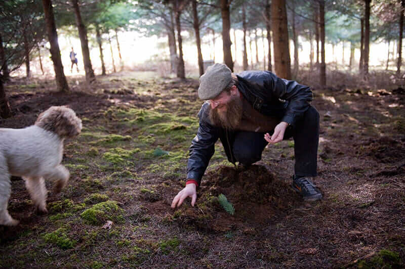 what dog can smell truffles