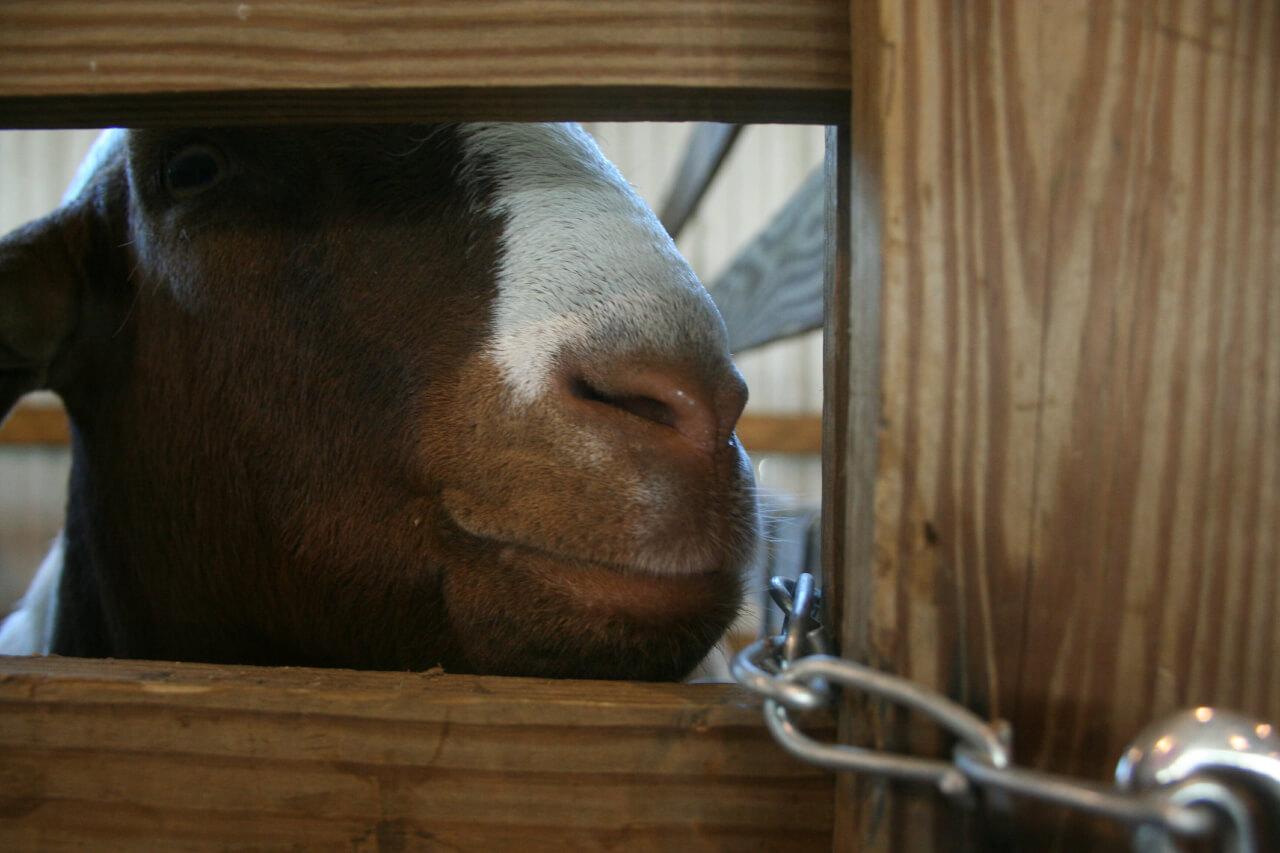 Deer Girl in her pen.