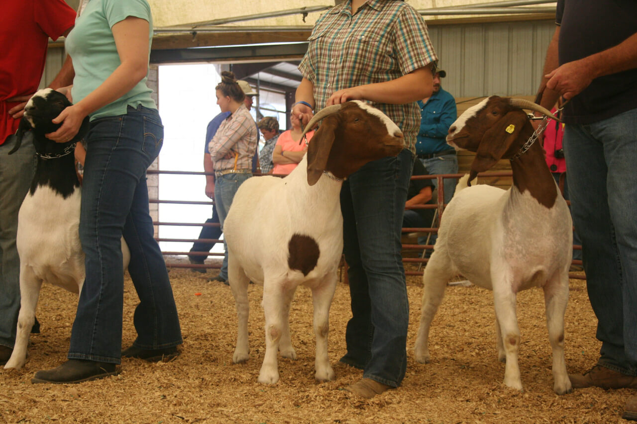 Deer Girl in line at the end of her heat, where she finished fourth out of eight goats.