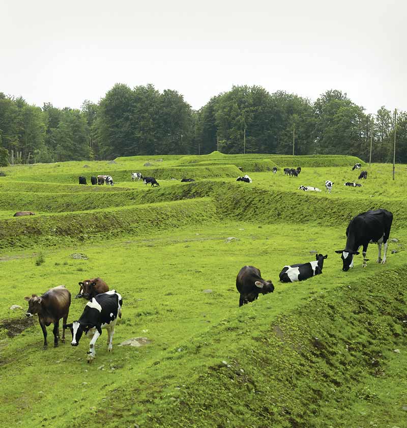 Bovine art lovers take in Maya Lin's Wanas work. / Anders Norrsell