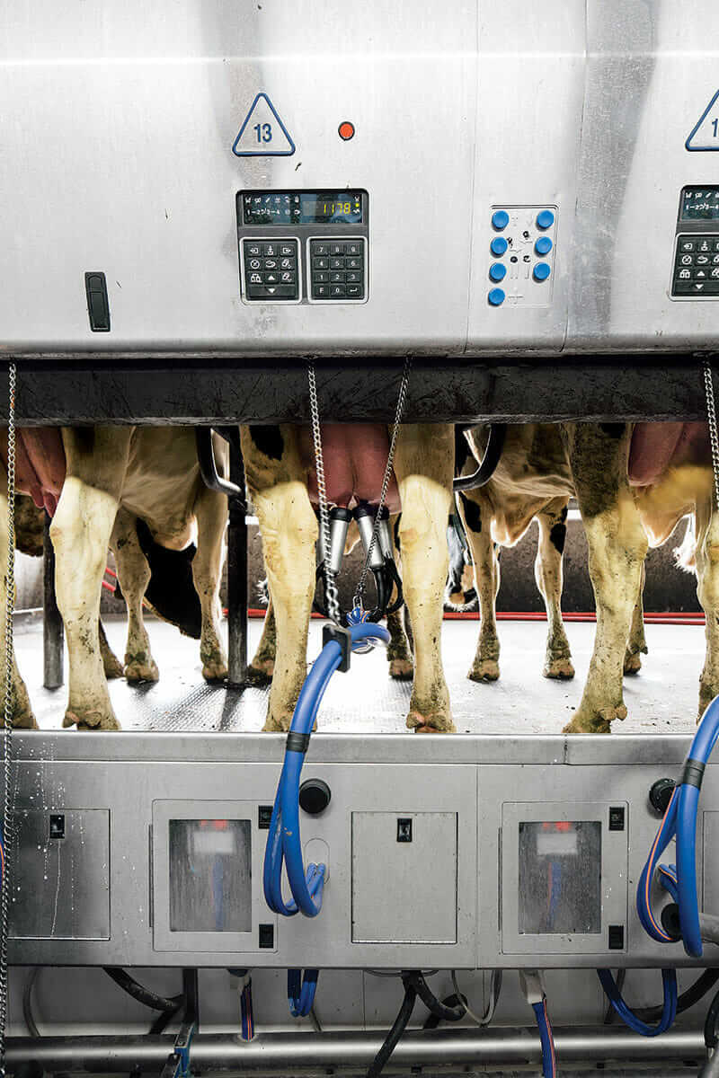 How To Make Cows Breed Automatically