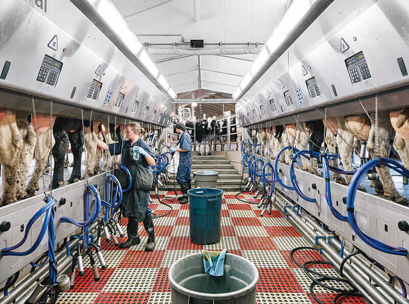 The milking parlor, where students Allison Vander Plaats and Matt Fortin prep cows for service.