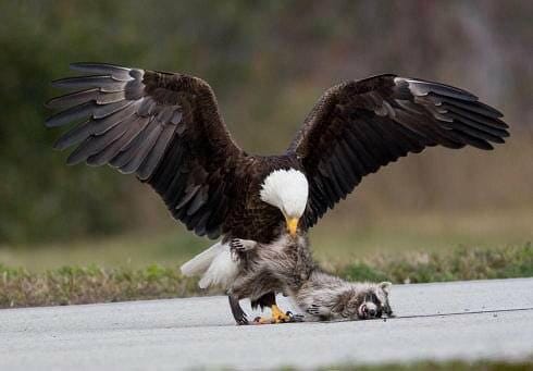 A bald eagle grabs dinner at KSC.