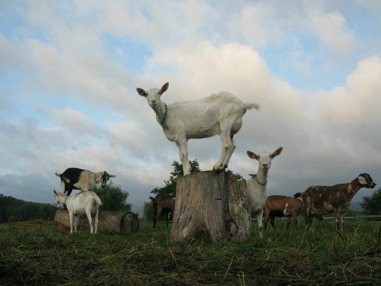 goat on stump