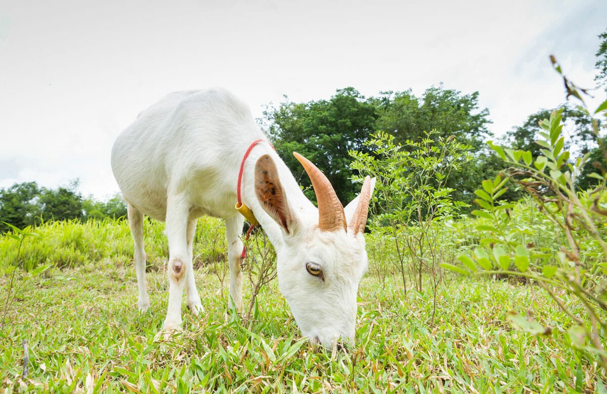 No, Goats Do Not Eat Tin Cans - Modern Farmer