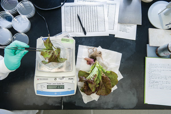 NASA's space lettuce will<br />
be rigorously evaluated.