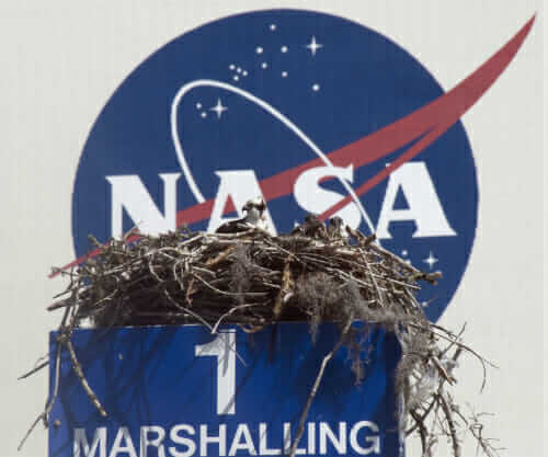 Osprey nest in front of the Vehicle Assembly Building.