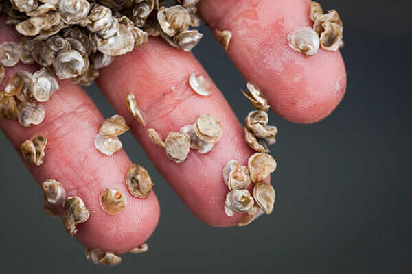 A six-month-old Olympia oyster seed.