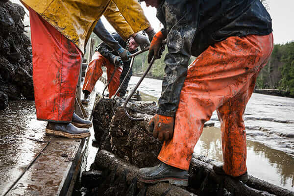 Farming oysters in Washington State.