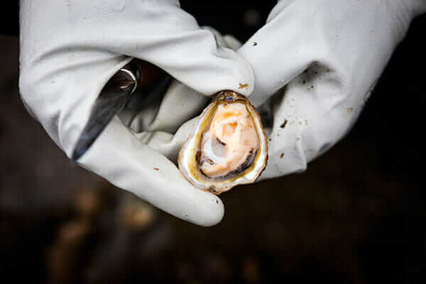 A fresh Olympia oyster is shucked.