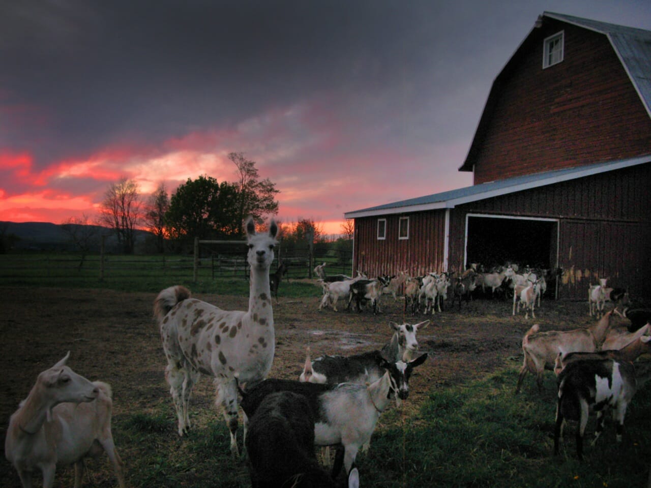 polka spot goats sunset