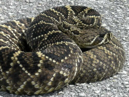 Rattlesnake on Launchpad 39b.